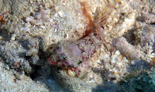 Morrison's Dragonet