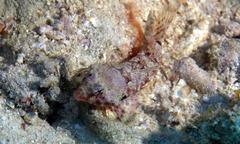 Synchiropus morrisoni