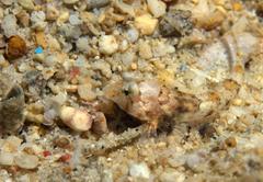 Synchiropus morrisoni