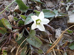 Convolvulus verecundus
