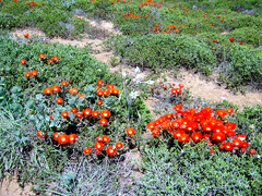 Drosanthemum lavisii