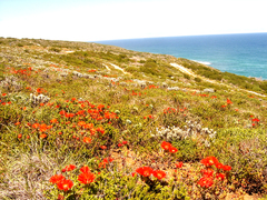 Drosanthemum lavisii
