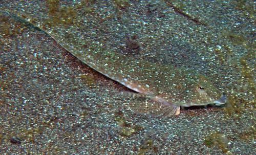 Callionymus japonicus · iNaturalist