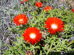 Drosanthemum lavisii
