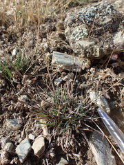 Poa kirkii