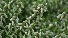 Aspalathus chortophila