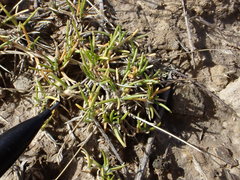 Poa maniototo