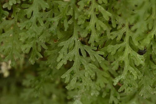 Crepidomanes humile observed 2025-11-03