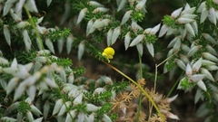 Aspalathus chortophila