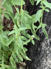 Justicia protracta protracta