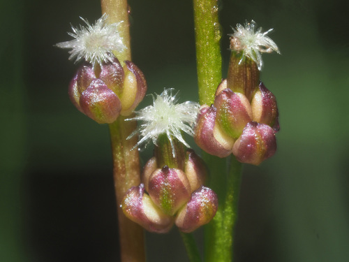 Representative image of Triglochin