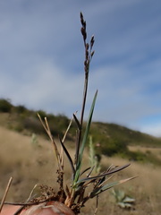 Poa kirkii