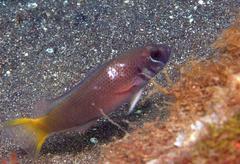 Pseudochromis erdmanni