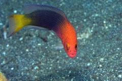 Pseudochromis erdmanni