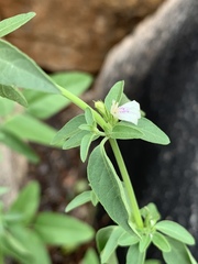 Justicia protracta protracta