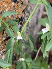 Justicia protracta protracta
