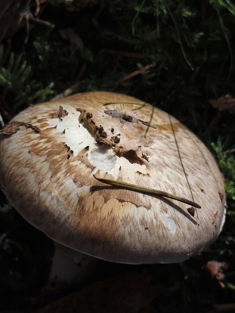 Agaricus brunneolus