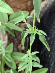 Justicia protracta protracta