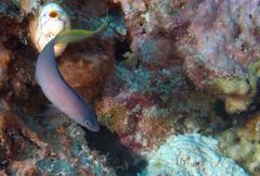 Oxycercichthys veliferus