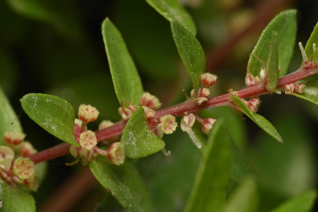 Gonostegia pentandra
