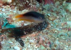 Pseudochromis ammeri