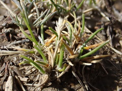 Poa maniototo