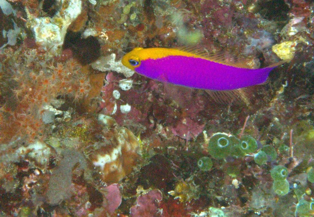 Cenderawasih dottyback