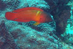 Labracinus cyclophthalmus
