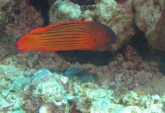 Labracinus cyclophthalmus