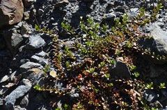 Epilobium microphyllum