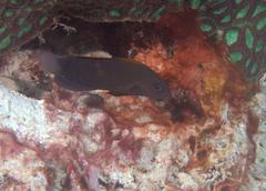 Pseudochromis fuscus