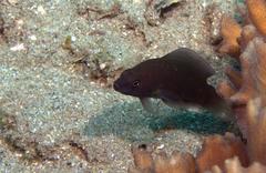 Pseudochromis fuscus
