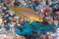 Pseudochromis fuscus