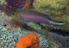 Pseudochromis bitaeniatus