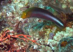 Pseudochromis bitaeniatus