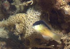 Pseudochromis perspicillatus