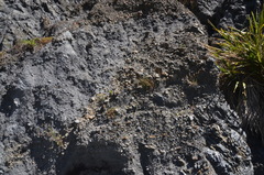 Epilobium microphyllum
