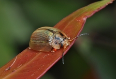 Paropsisterna bimaculata