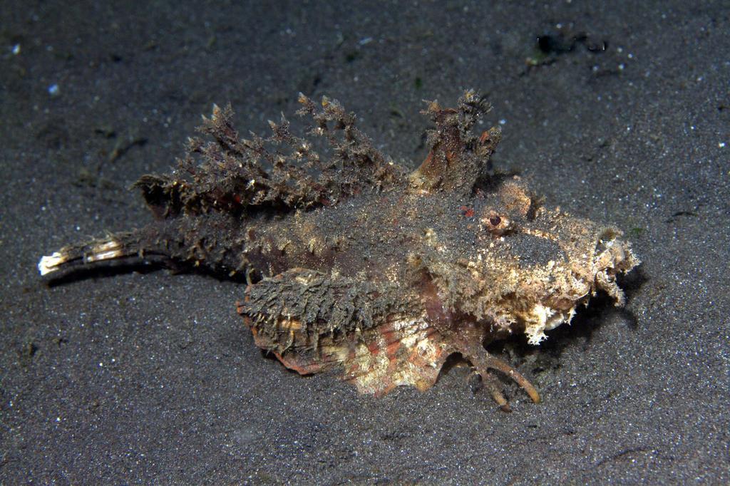 Spotted Stingerfish