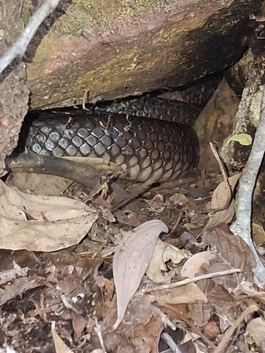 Eastern Brown Snake sighting