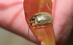 Paropsisterna bimaculata