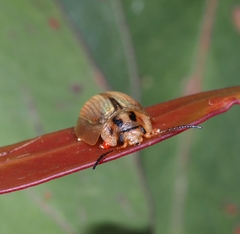 Paropsisterna bimaculata