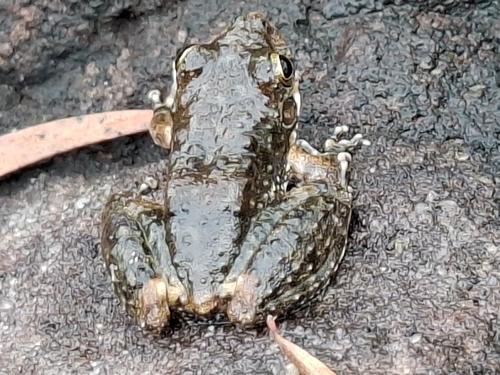 Mahonabatrachus meirianus