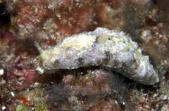 Dermatobranchus pustulosus