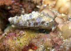 Dermatobranchus pustulosus