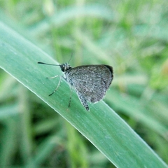 Aeromachus plumbeola