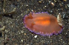 Dendrodoris fumata