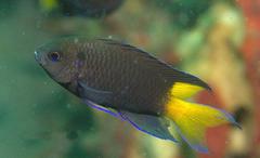 Neopomacentrus azysron