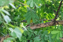 Malaconotus blanchoti