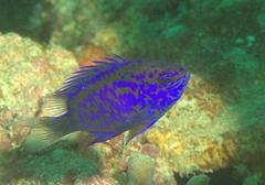 Chrysiptera springeri